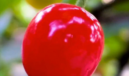 樱桃小视频,捕捉生活瞬间，传递快乐时光